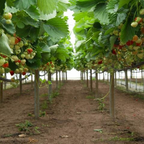 Illustratie bij: Het aardbeienterras: plukken & proeven in een speeltuin