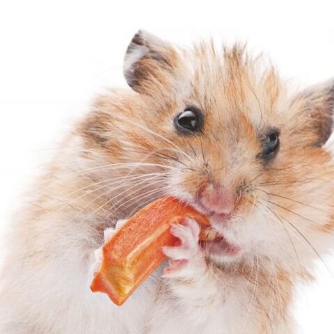 Illustratie bij: Wat doen al die hamsters daar?! Ik heb haast!