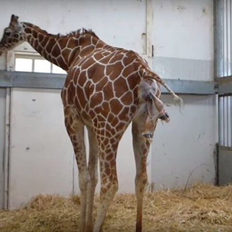 Illustratie bij: Zo lief: welkom op de wereld, babygirafje!