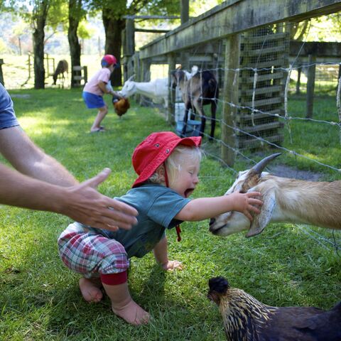 Illustratie bij: Waarom berggeiten net zo goed zijn als baby’s. En eigenlijk beter.