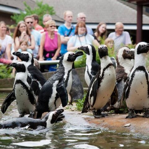 Illustratie bij: Aanrader: ga naar deze prachtige dierentuin in Arnhem