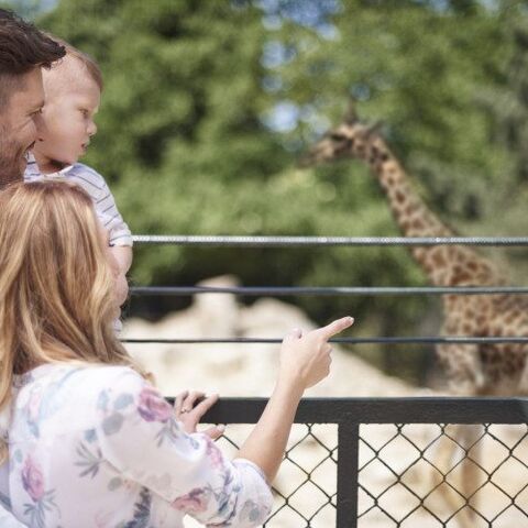 Illustratie bij: Marcel heeft een hekel aan dieren, maar ging toch naar Artis