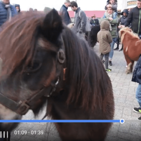 Illustratie bij: Einde van een tijdperk: gisteren verlieten de laatste pony’s Ponypark Slagharen