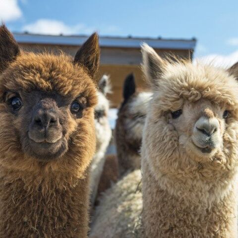 Illustratie bij: Wandelen en knuffelen met alpaca’s: wie wil dat nou niet?