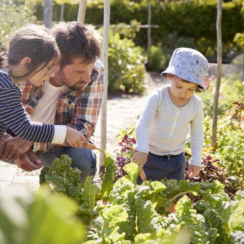 Illustratie bij: Waarom moestuinieren met kleine kinderen een heel slecht plan is