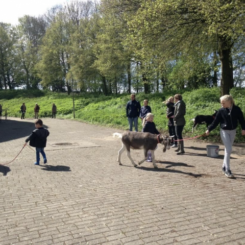 Illustratie bij: Knuffelen en wandelen met geitjes bij de Bokkenbunker