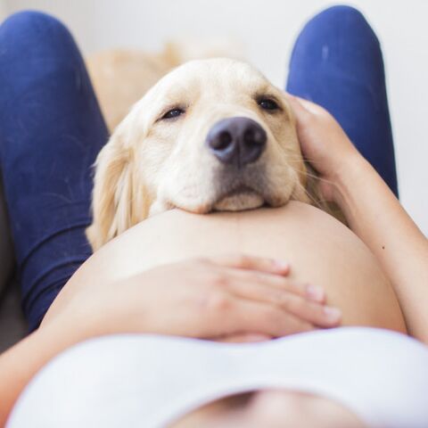 Illustratie bij: Ja, Annemieke krijgt een kind. Maar de hond gaat NIET naar het asiel