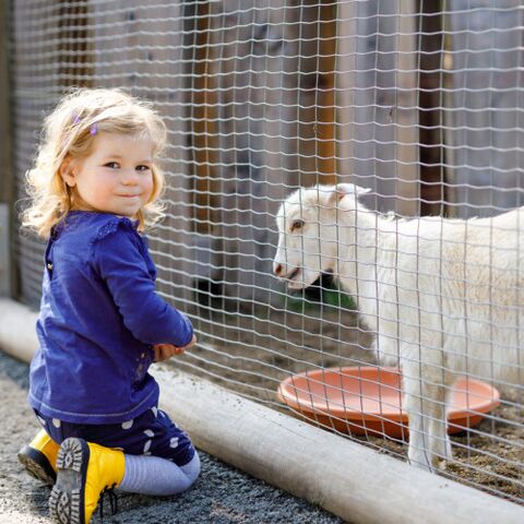 Illustratie bij: Annemieke gaat met peuter naar de dierentuin. Het is geen succes