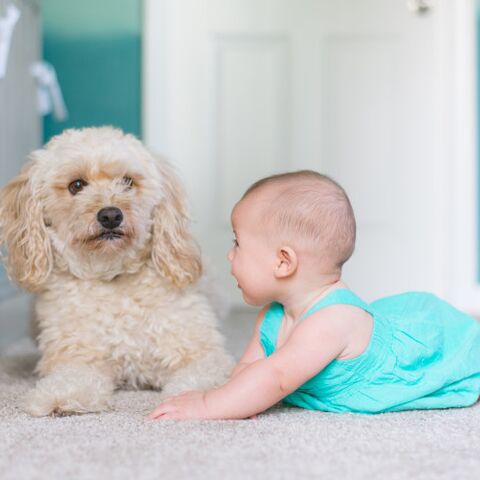 Illustratie bij: Annemieke is van plan haar baby te trainen als een puppy: zit af, blijf en koekje