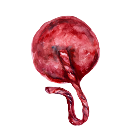 placenta