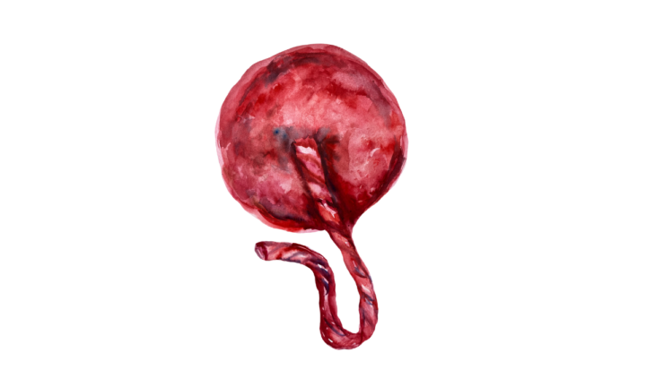 placenta