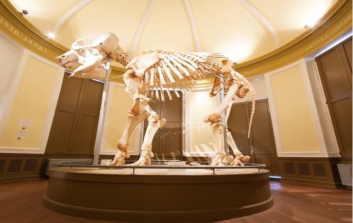 Topuitje: ontdekken en leren bij het Natuurhistorisch Museum in Rotterdam