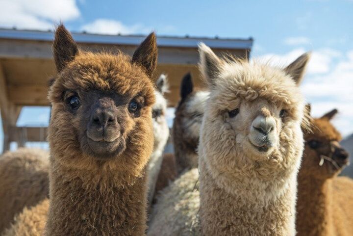 Wandelen en knuffelen met alpaca's, het kan in Overijssel!